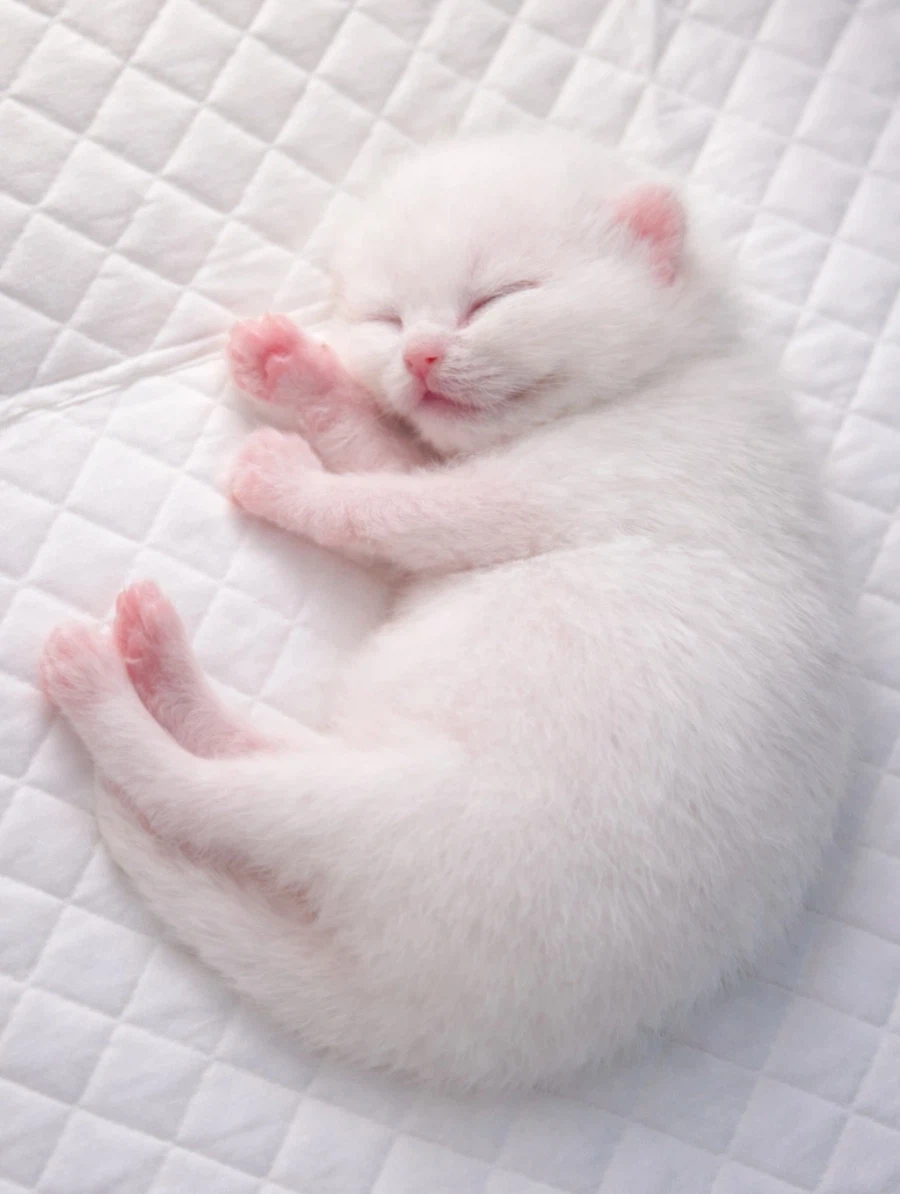 귀요미 꼬물이..._1.webp