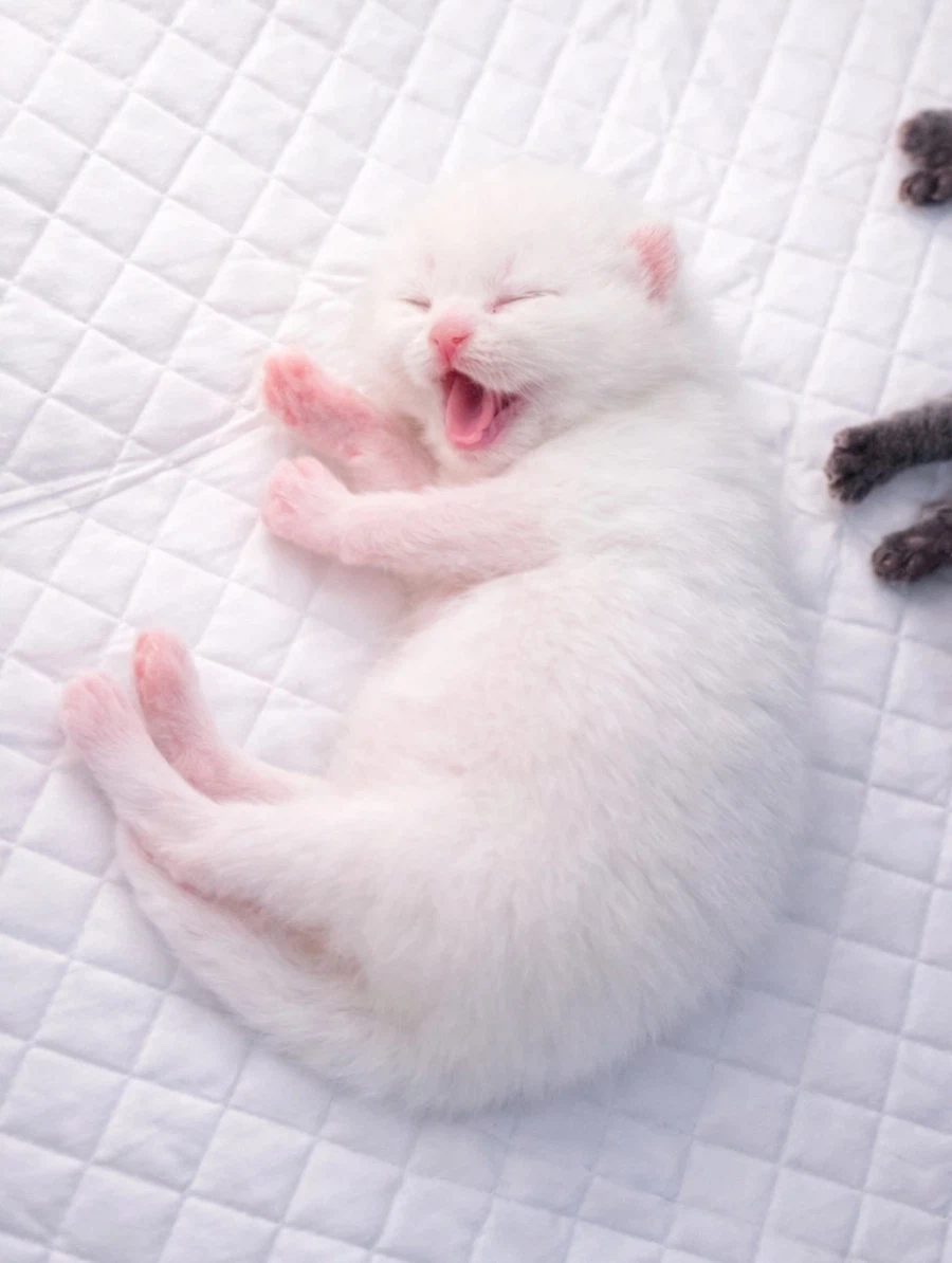 귀요미 꼬물이..._2.webp