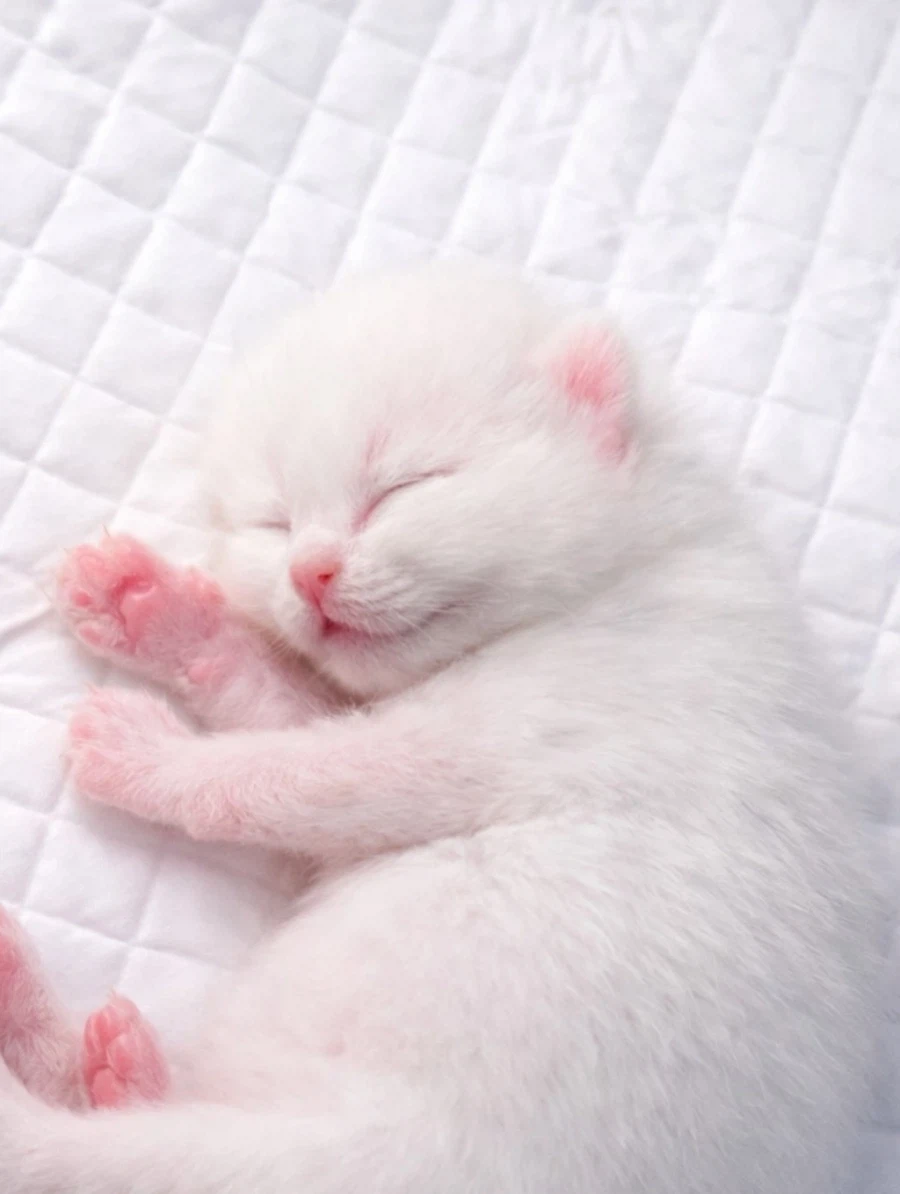 귀요미 꼬물이..._3.webp