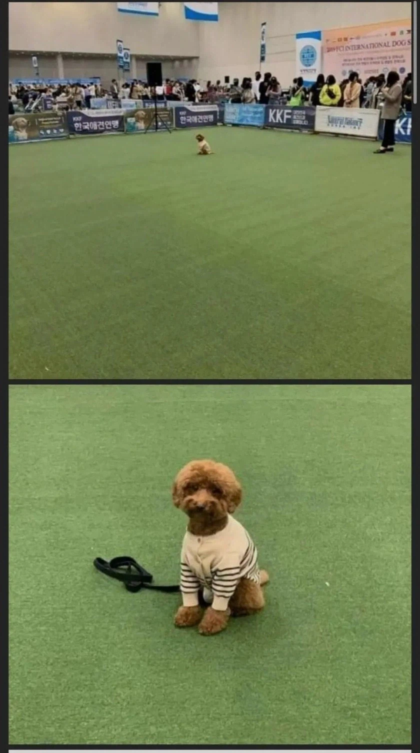 한국 애견 연맹 에서 주최한