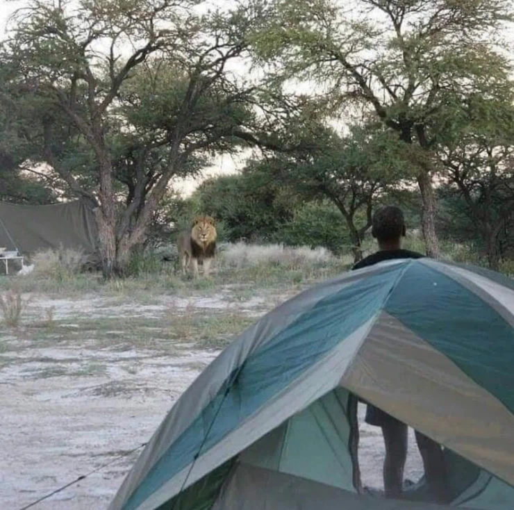 캠핑중에 만난 길고양이_1.webp