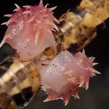 얘들아 뱀꼬츄 봤어?_1.webp