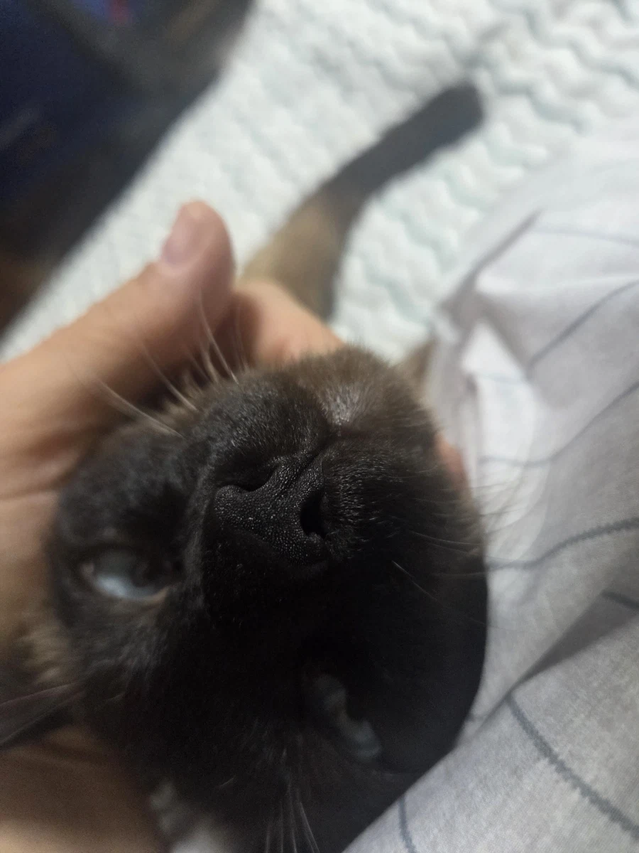 고양이 스킨쉽을 찰떡같이 쪼물딱 거려야 한다고 한다!!!_1.webp