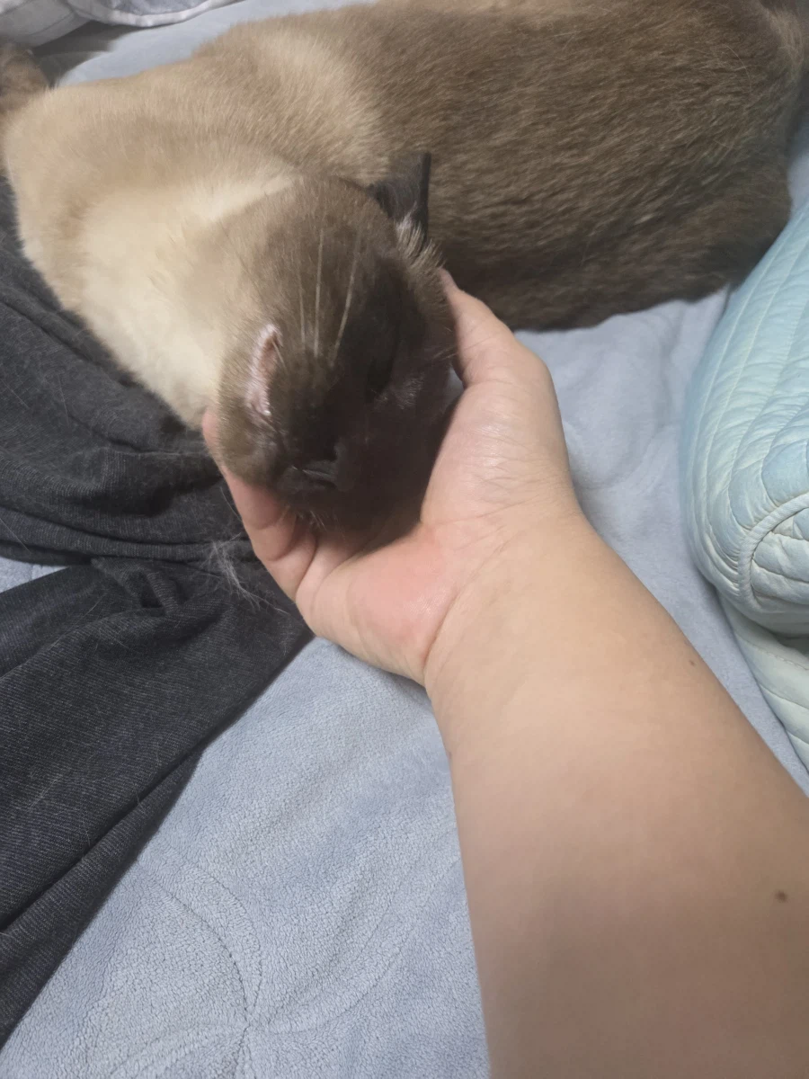 고양이 스킨쉽을 찰떡같이 쪼물딱 거려야 한다고 한다!!!_3.webp