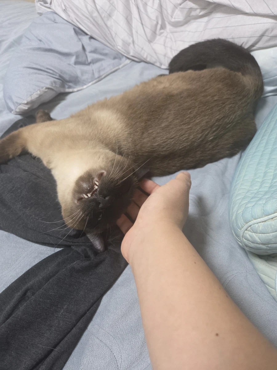 고양이 스킨쉽을 찰떡같이 쪼물딱 거려야 한다고 한다!!!_4.webp