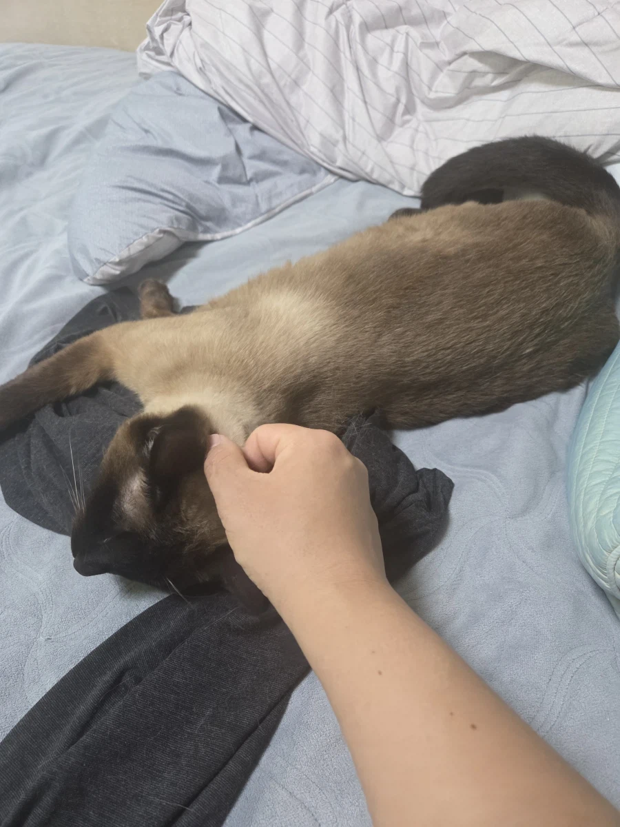 고양이 스킨쉽을 찰떡같이 쪼물딱 거려야 한다고 한다!!!_5.webp