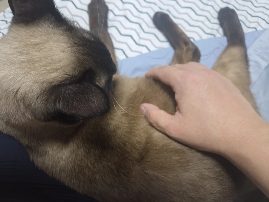 고양이 스킨쉽을 찰떡같이 쪼물딱 거려야 한다고 한다!!!_6.webp