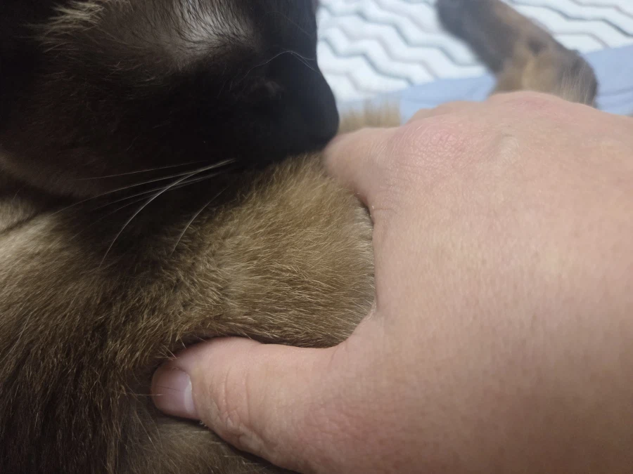 고양이 스킨쉽을 찰떡같이 쪼물딱 거려야 한다고 한다!!!_7.webp