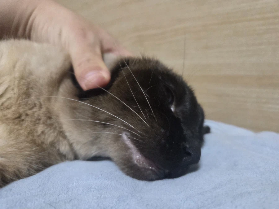 고양이 스킨쉽을 찰떡같이 쪼물딱 거려야 한다고 한다!!!_9.webp