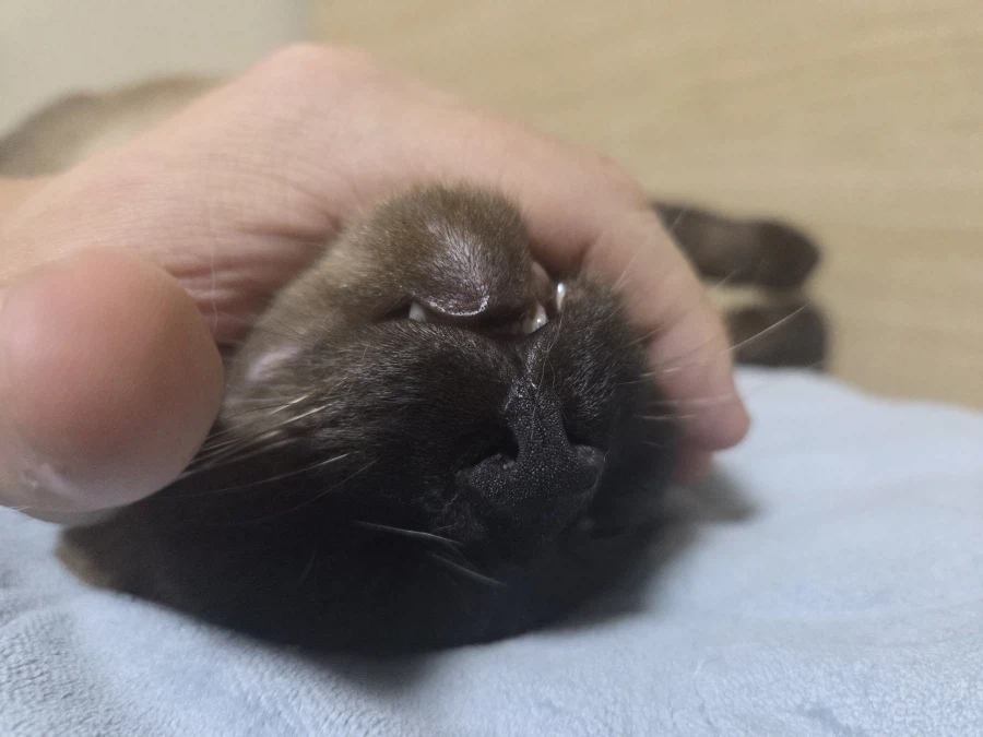 고양이 스킨쉽을 찰떡같이 쪼물딱 거려야 한다고 한다!!!_10.webp