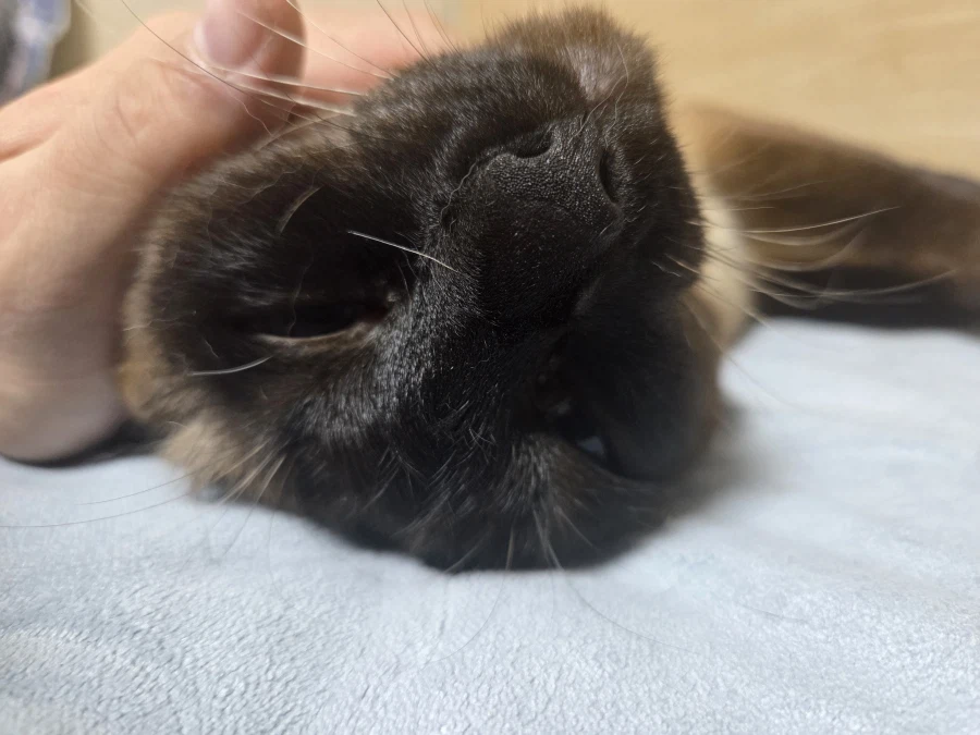 고양이 스킨쉽을 찰떡같이 쪼물딱 거려야 한다고 한다!!!_12.webp