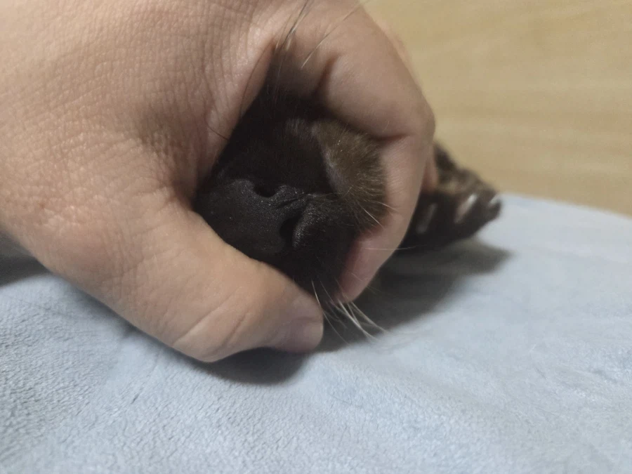 고양이 스킨쉽을 찰떡같이 쪼물딱 거려야 한다고 한다!!!_13.webp