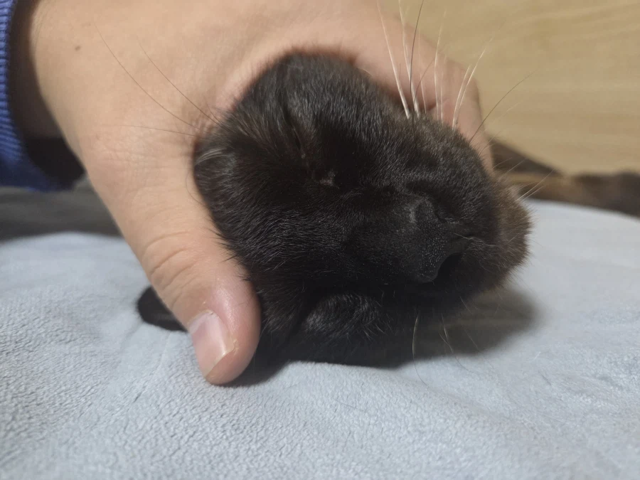 고양이 스킨쉽을 찰떡같이 쪼물딱 거려야 한다고 한다!!!_14.webp