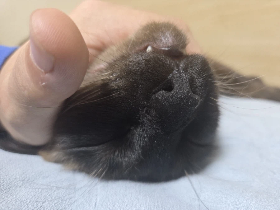 고양이 스킨쉽을 찰떡같이 쪼물딱 거려야 한다고 한다!!!_16.webp