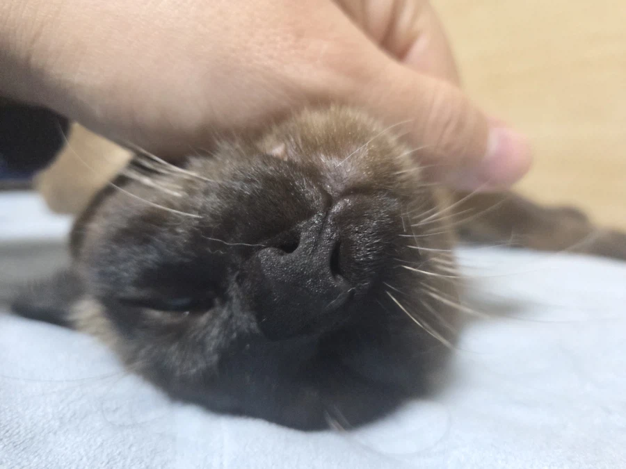 고양이 스킨쉽을 찰떡같이 쪼물딱 거려야 한다고 한다!!!_17.webp