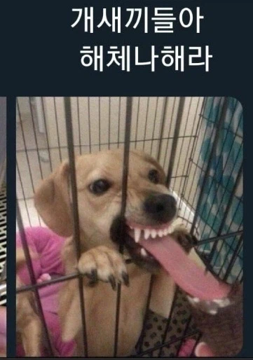 wbc 미국 꼬라지에 한국일본 야구팬들이 경악한 이유_1.webp