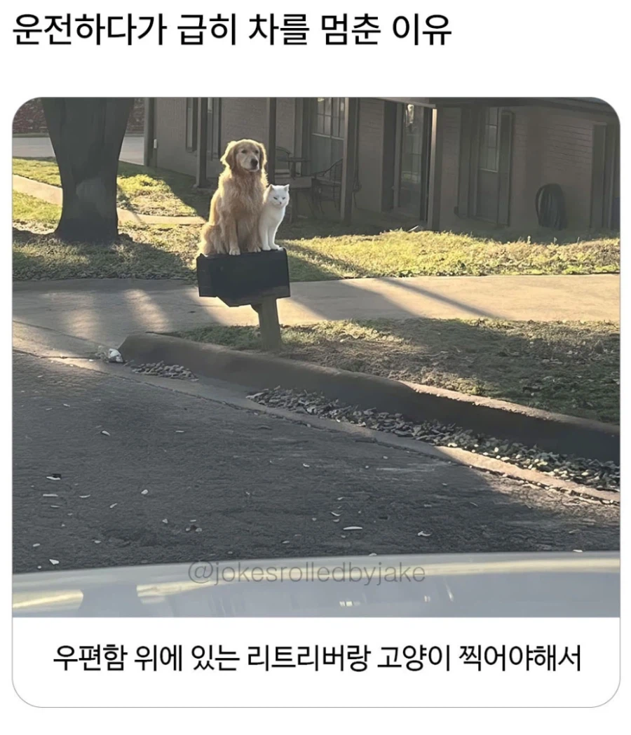 운전하다 급히 차를 멈춘 이유_1.webp