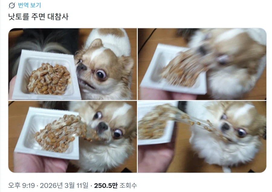 낫토에 미친 강아지_1.webp