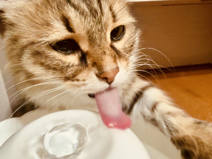 “미니” 고양이.jpg_2.webp