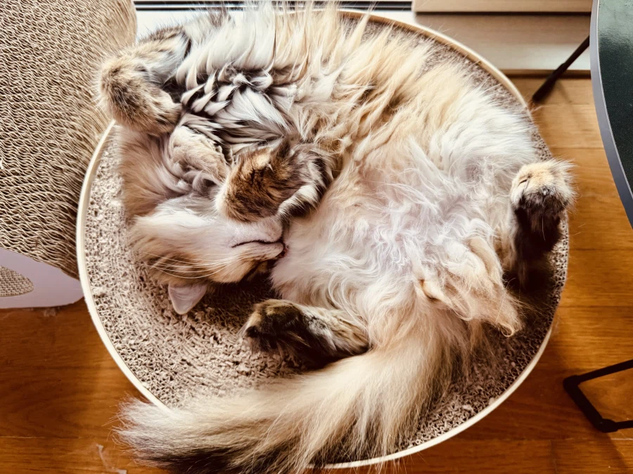 “미니” 고양이.jpg_4.webp