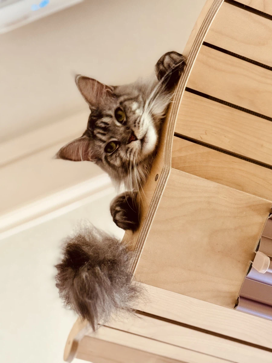 “미니” 고양이.jpg_5.webp