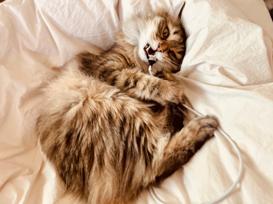 “미니” 고양이.jpg_7.webp