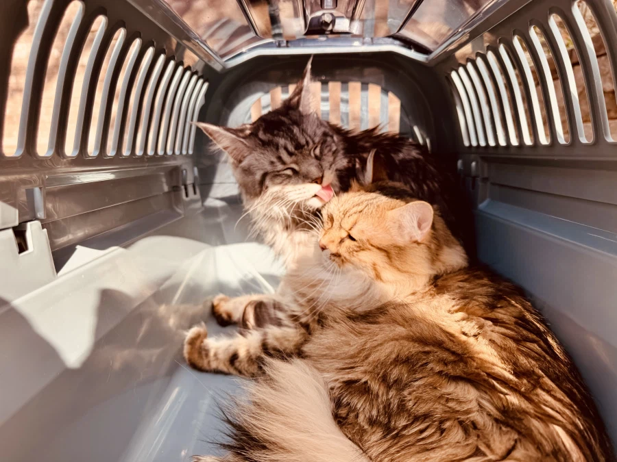 “미니” 고양이.jpg_9.webp