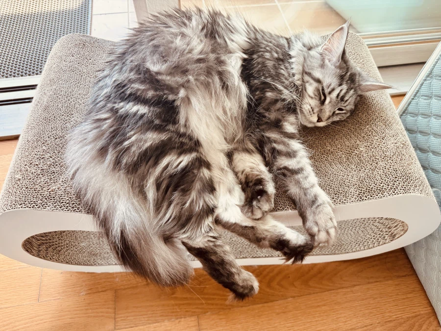 “미니” 고양이.jpg_8.webp