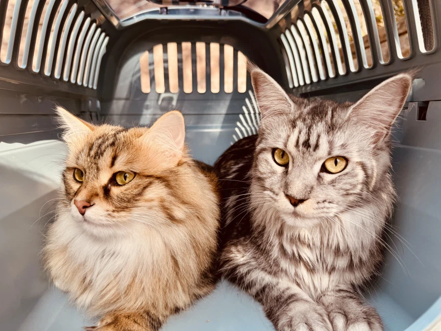 “미니” 고양이.jpg_10.webp