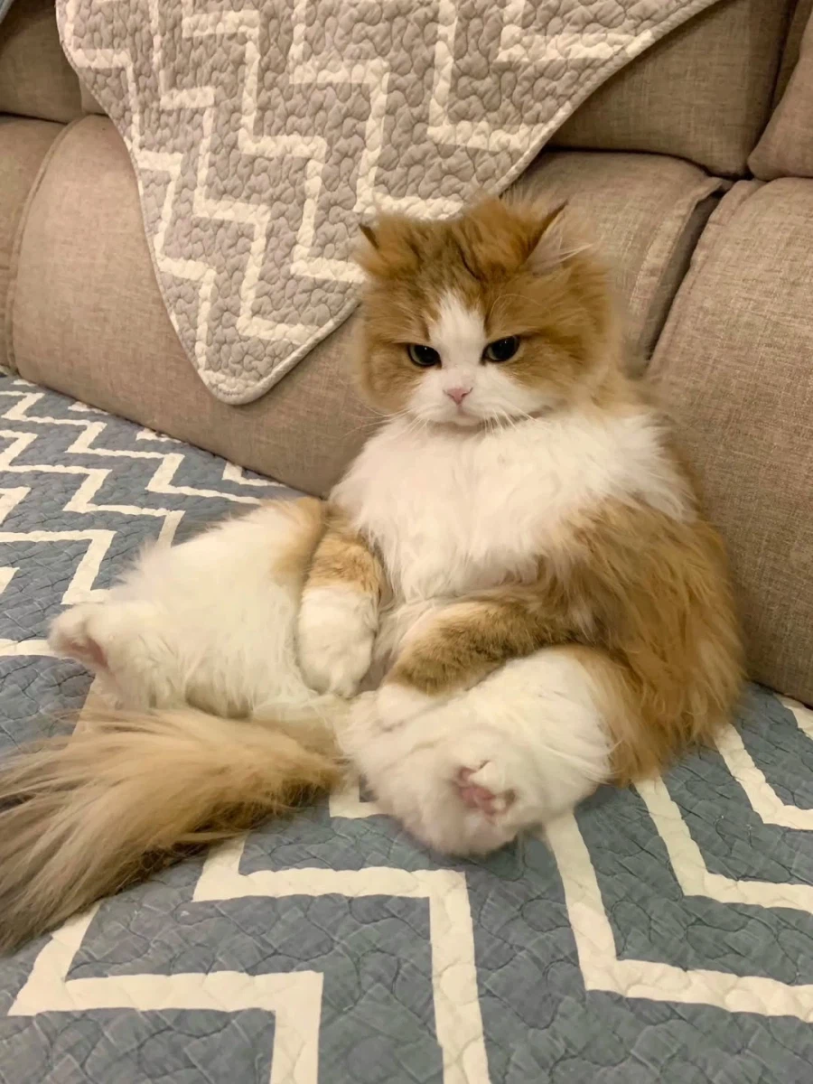 쇼파에 앉아 있는 냐옹이.._1.webp