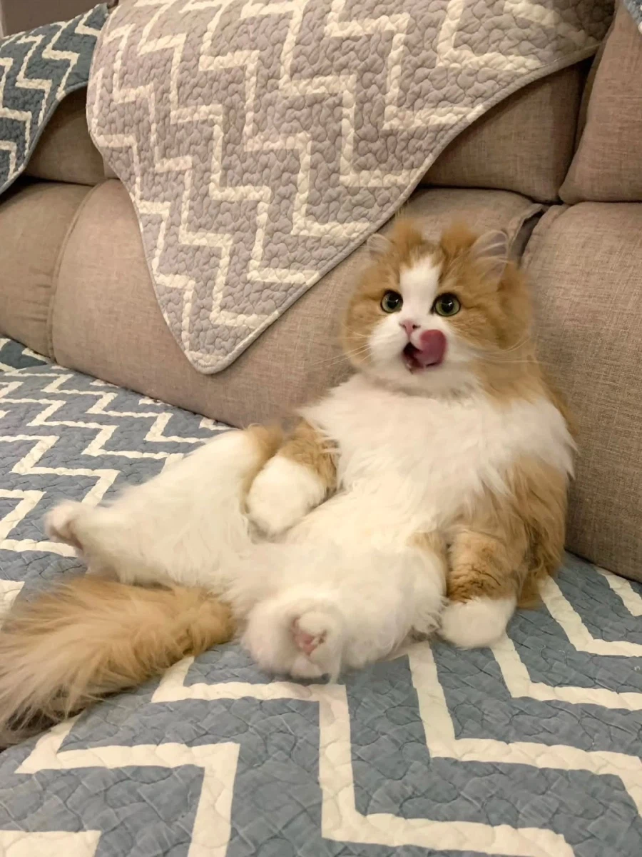 쇼파에 앉아 있는 냐옹이.._2.webp