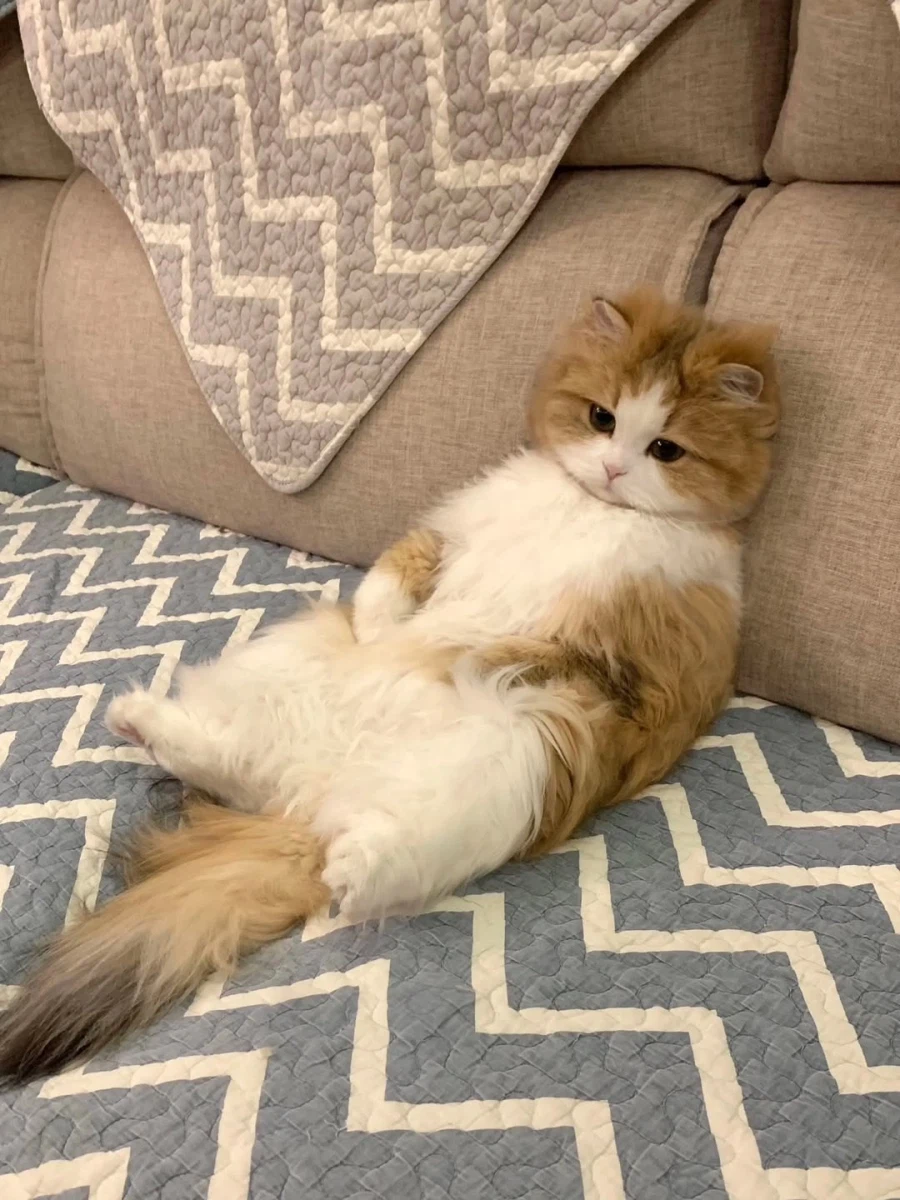 쇼파에 앉아 있는 냐옹이.._3.webp