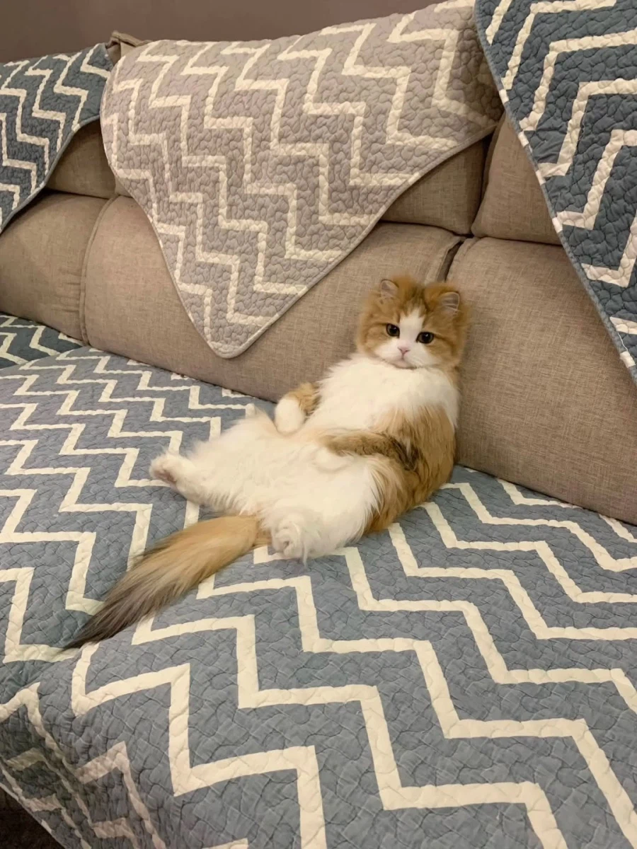 쇼파에 앉아 있는 냐옹이.._4.webp