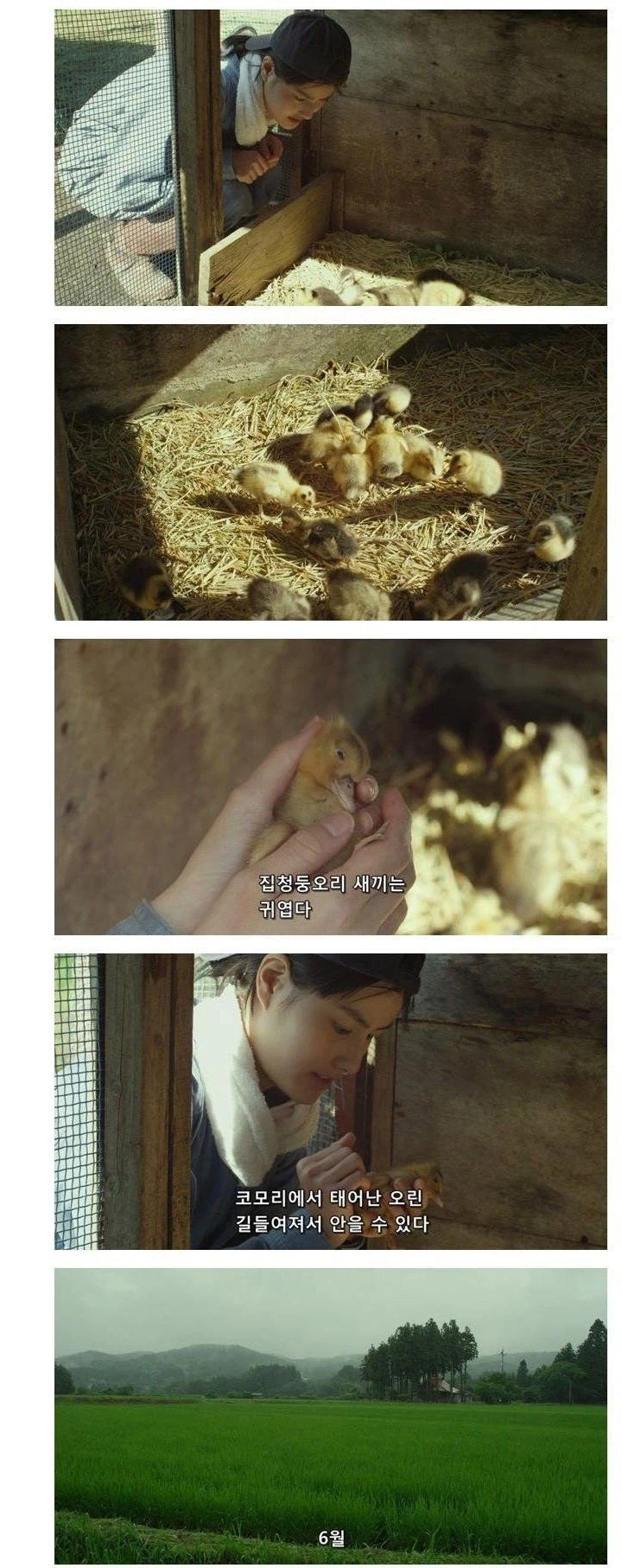 오리 농법으로 농사짓는 일본녀.jpg_1.webp