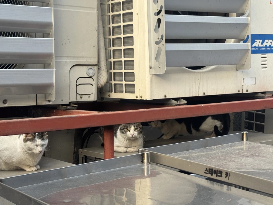 병장냥 상병냥 이병냥_1.webp