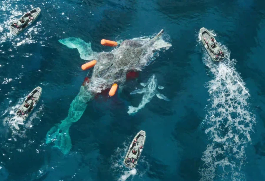 영화) ??? : 왜 고래기름으로 영생을 얻겠다고 저렇게 나쁜 짓을 저지르는거야?_1.webp