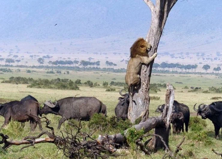 스카! 아우야! 도와다오!_1.webp