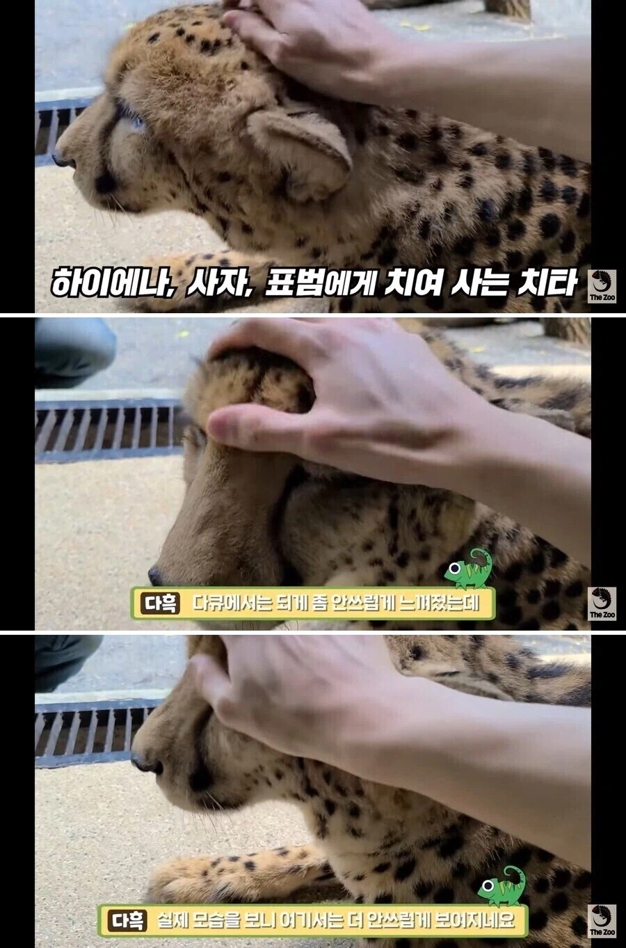 다큐에서만 보던 치타를 쓰다듬어본 유튜버의 평가_1.webp