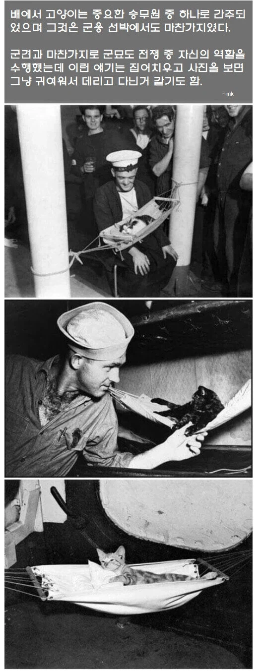 전쟁 중인 해군에서 고양이가 한 중요한 역할_1.webp