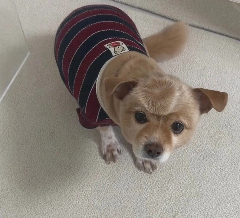 이마에 이상한 자국이 있는 개.jpg_1.webp