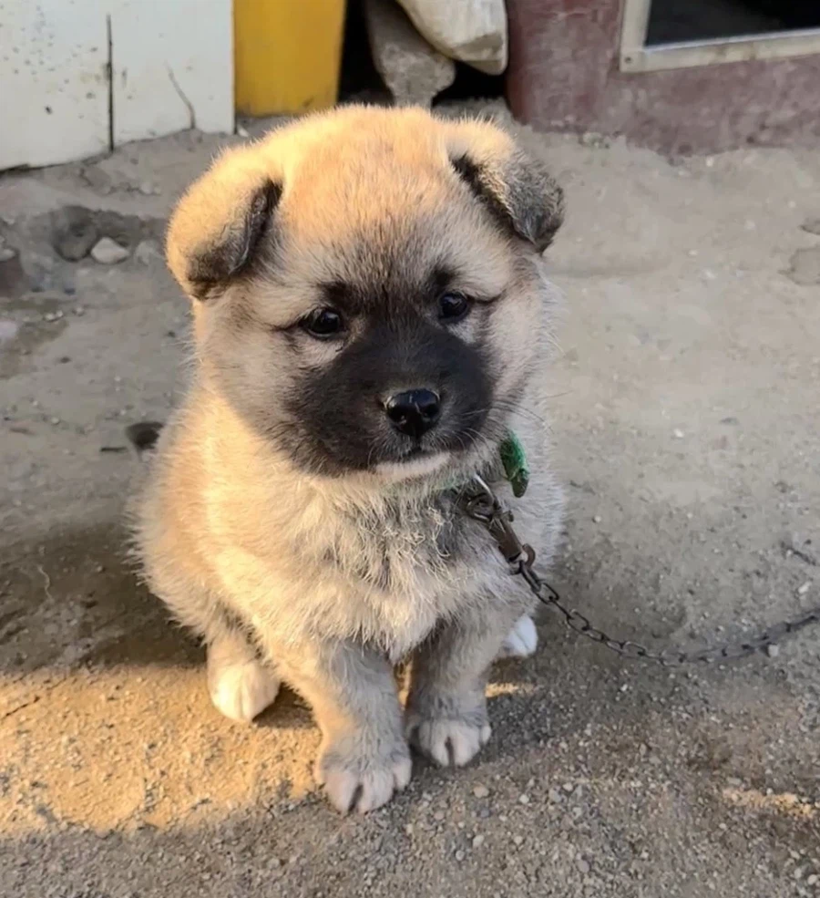 산책중만났다는 엉엉이.jpg_1.webp