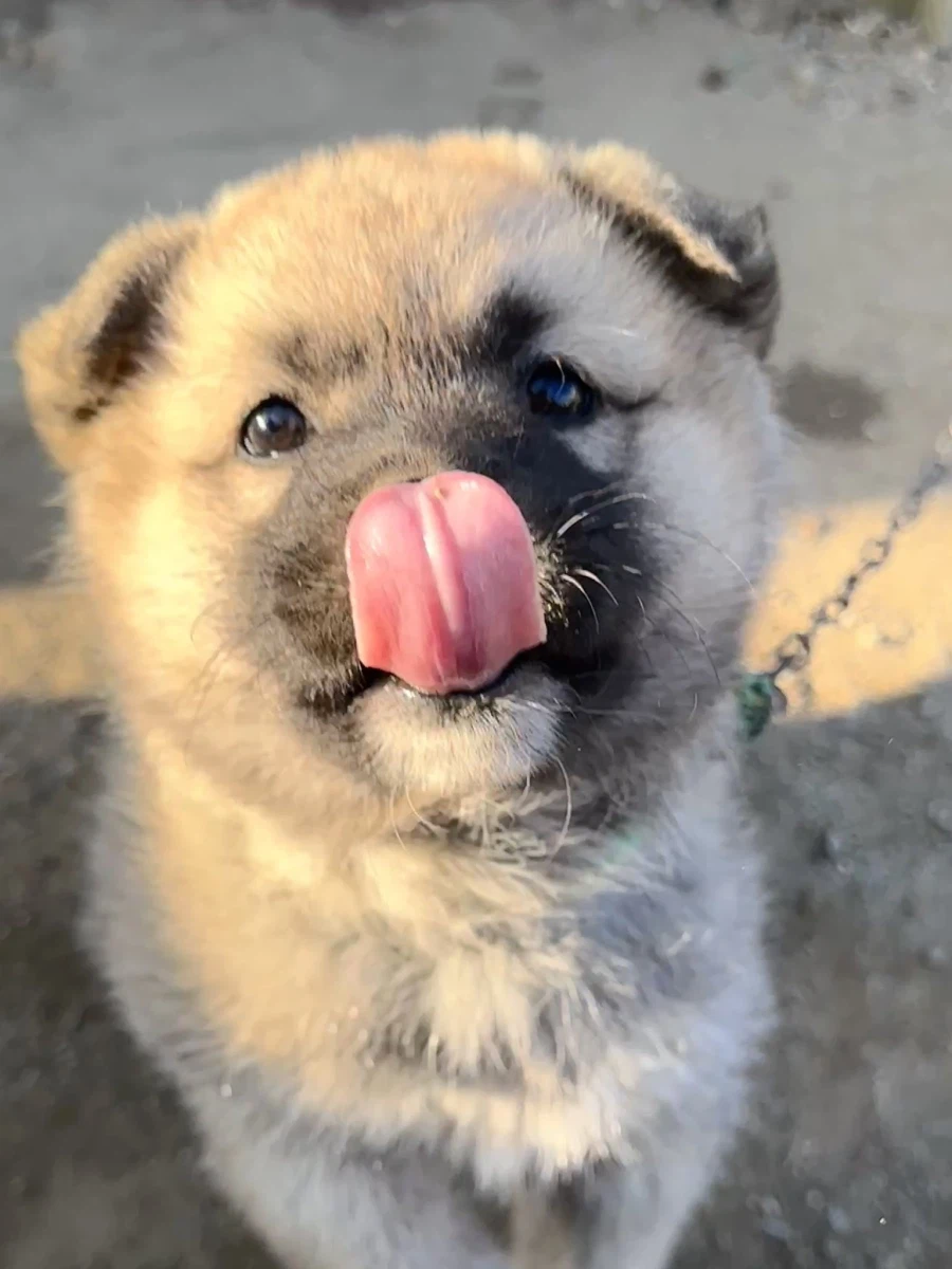 산책중만났다는 엉엉이.jpg_2.webp