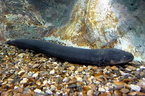 현실에서 전기생산하는 생물_1.webp