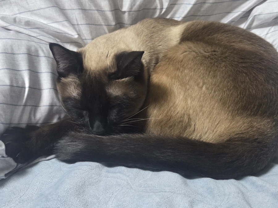 여기 잠자는 고양이 사진 좋아하는 사람들 많음?_2.webp