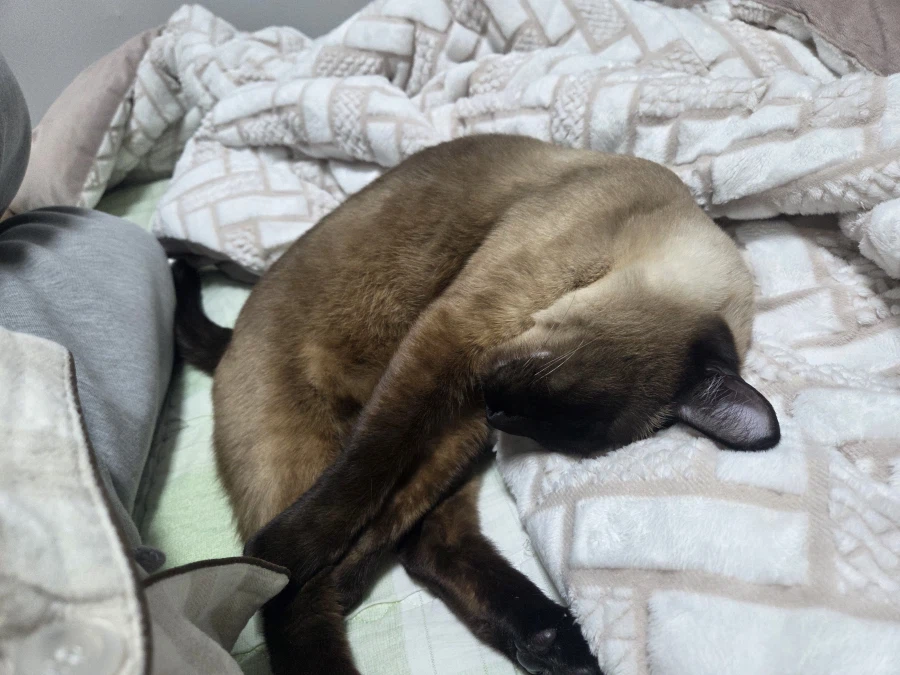 여기 잠자는 고양이 사진 좋아하는 사람들 많음?_3.webp