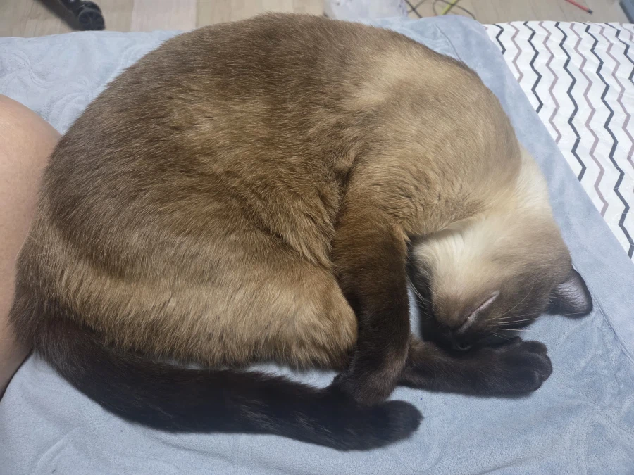 여기 잠자는 고양이 사진 좋아하는 사람들 많음?_4.webp