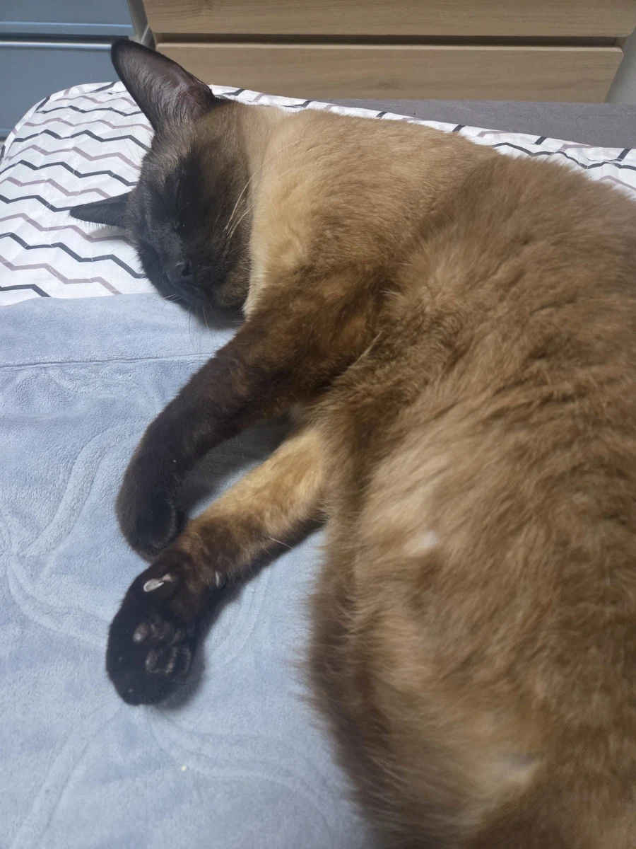 여기 잠자는 고양이 사진 좋아하는 사람들 많음?_5.webp