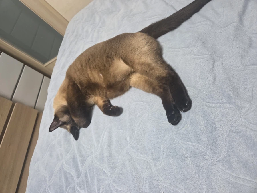 여기 잠자는 고양이 사진 좋아하는 사람들 많음?_8.webp