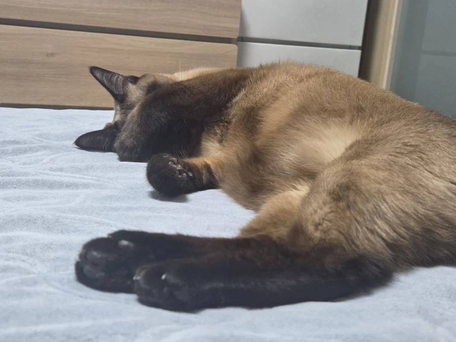 여기 잠자는 고양이 사진 좋아하는 사람들 많음?_9.webp