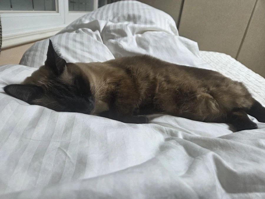 여기 잠자는 고양이 사진 좋아하는 사람들 많음?_7.webp